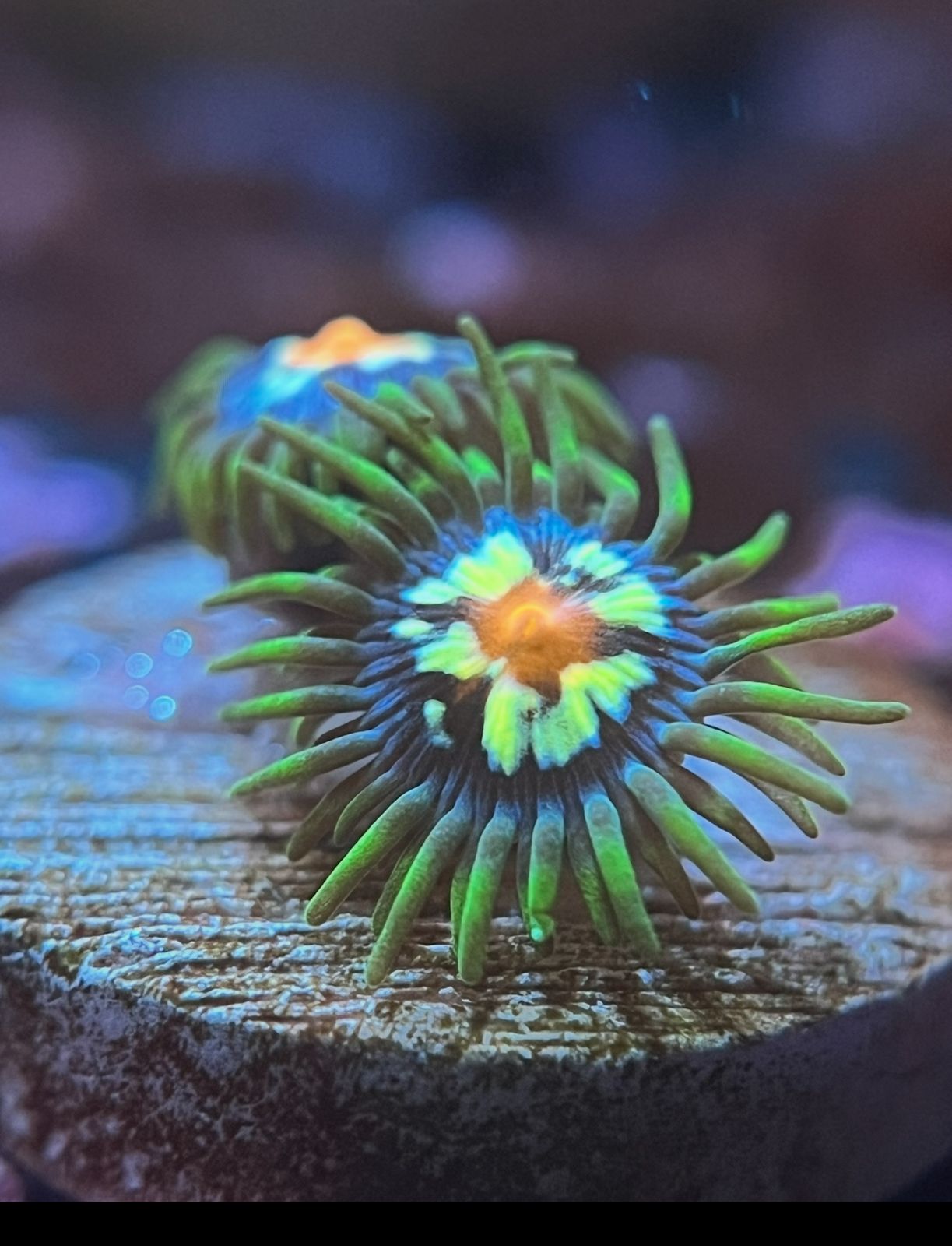 Zoanthus «Stargazer»