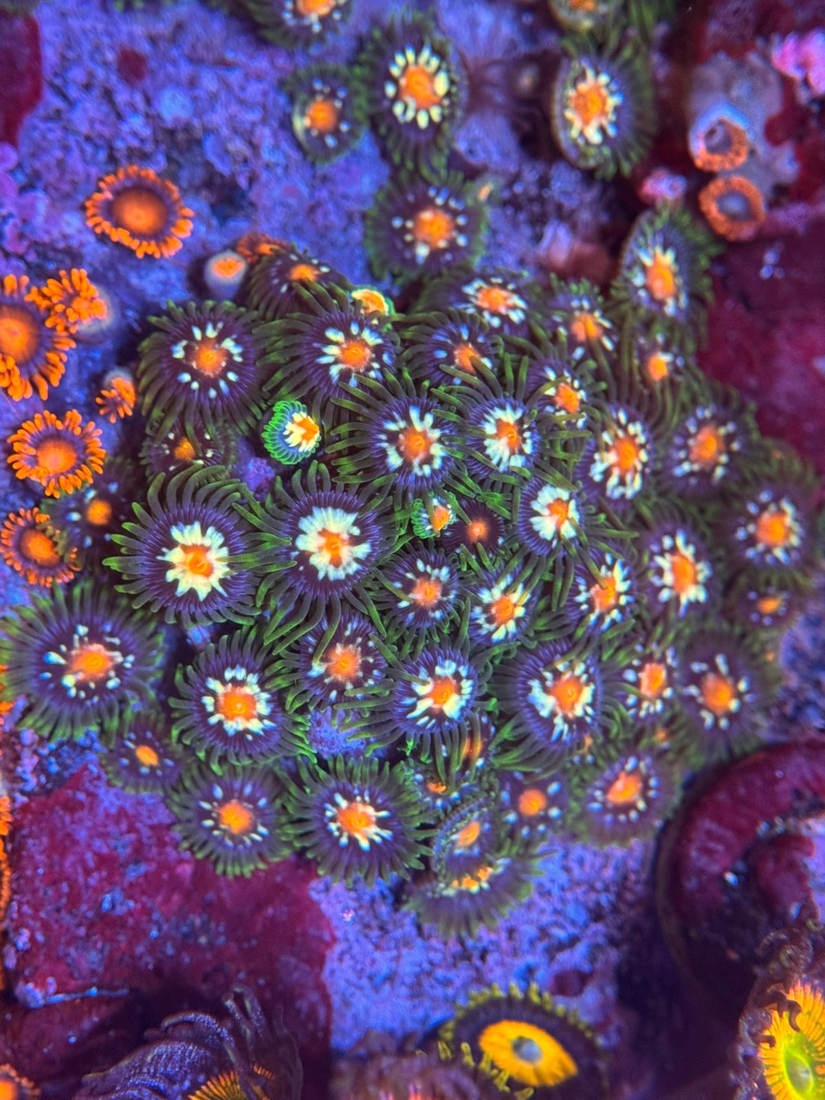 Zoanthus "Stargazer" - Imagen 2