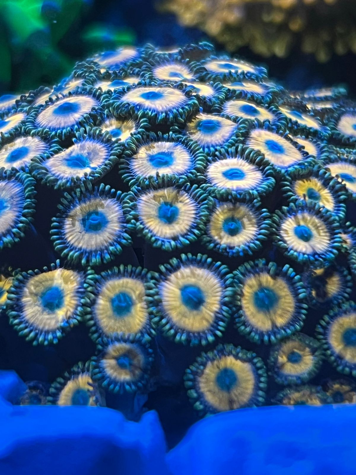 Zoanthus "Yellow & Green" - Imagen 2