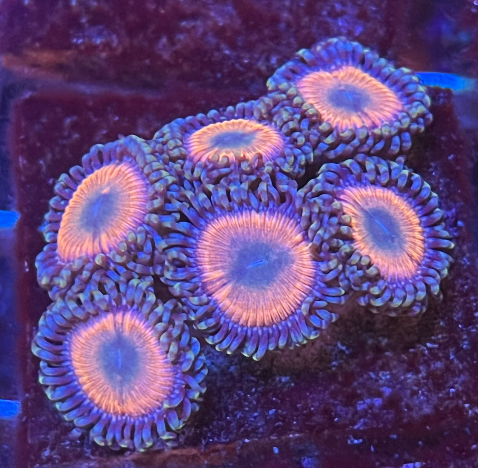 Zoanthus «Yellow & Green»