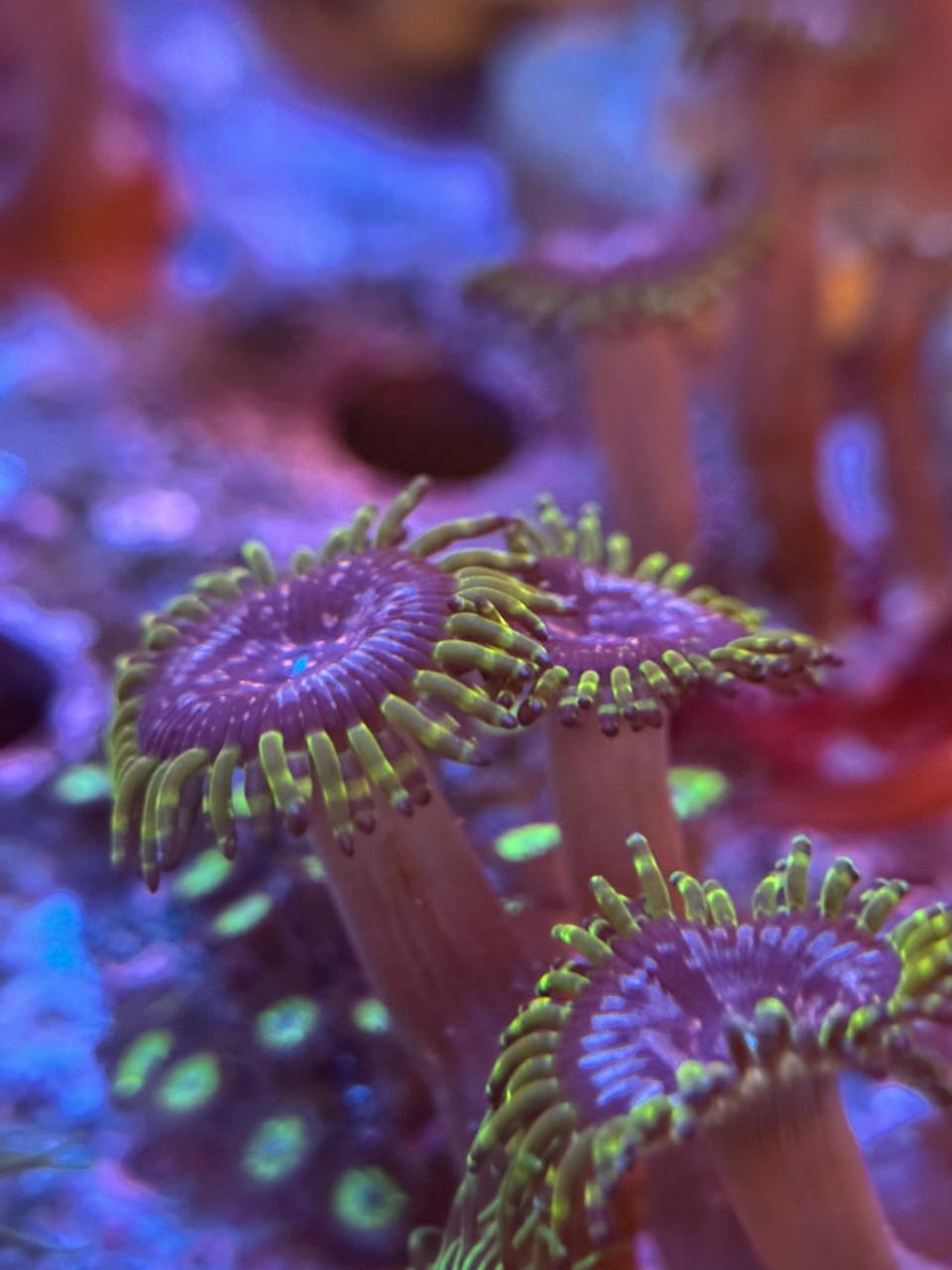 Zoanthus «Purple Monster»