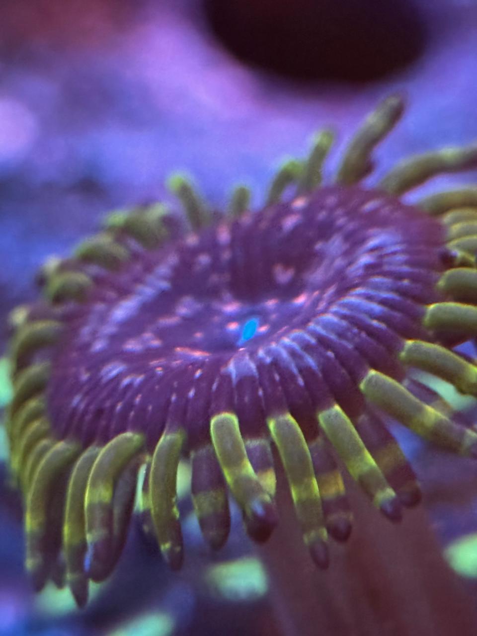 Zoanthus "Purple Monster" - Imagen 2