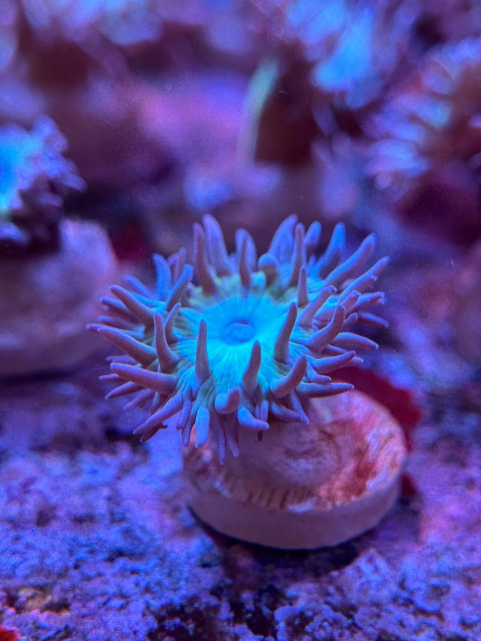 Duncanopsammia Axifuga «Duncan»