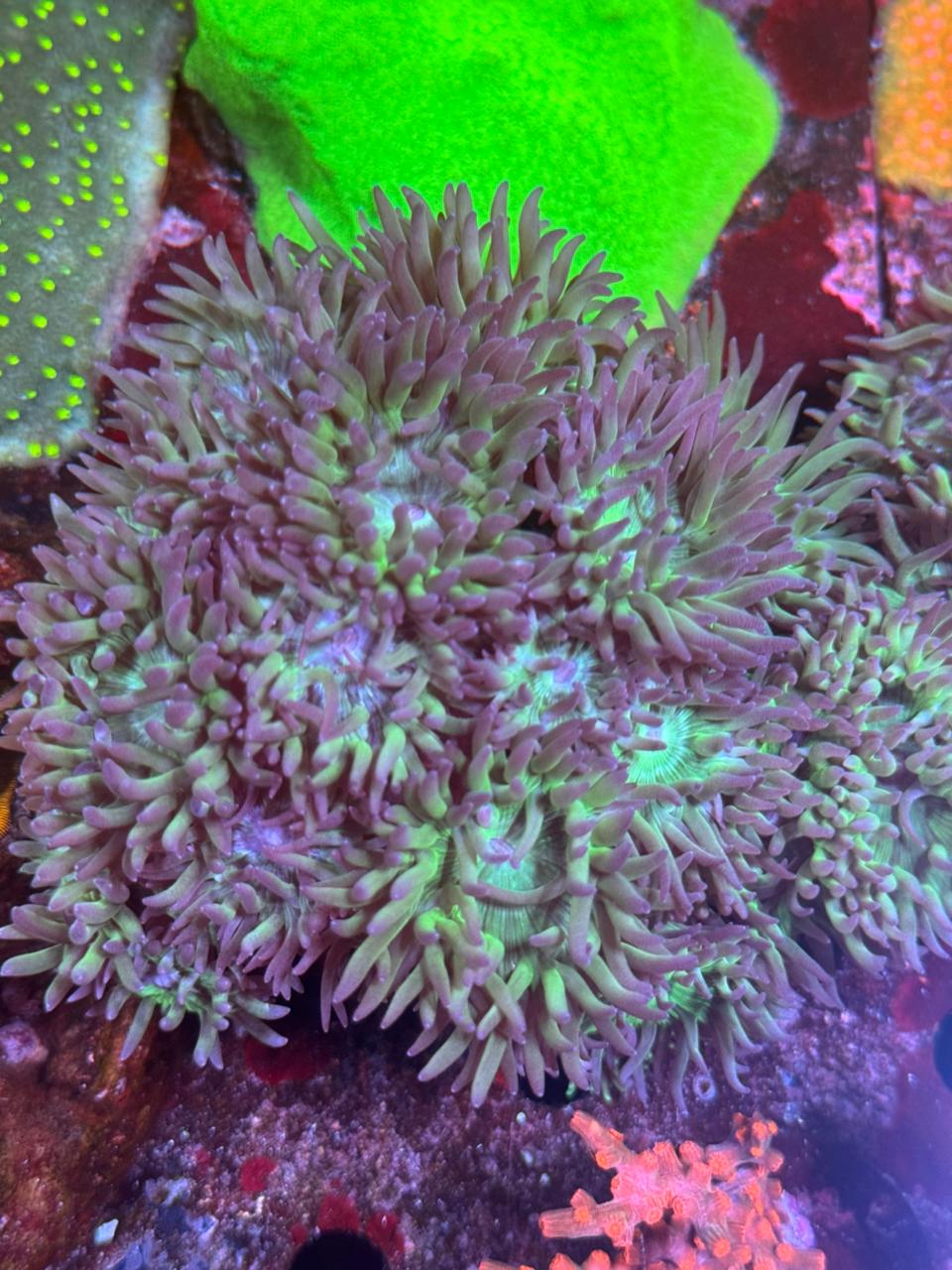 Duncanopsammia Axifuga "Duncan" - Imagen 3