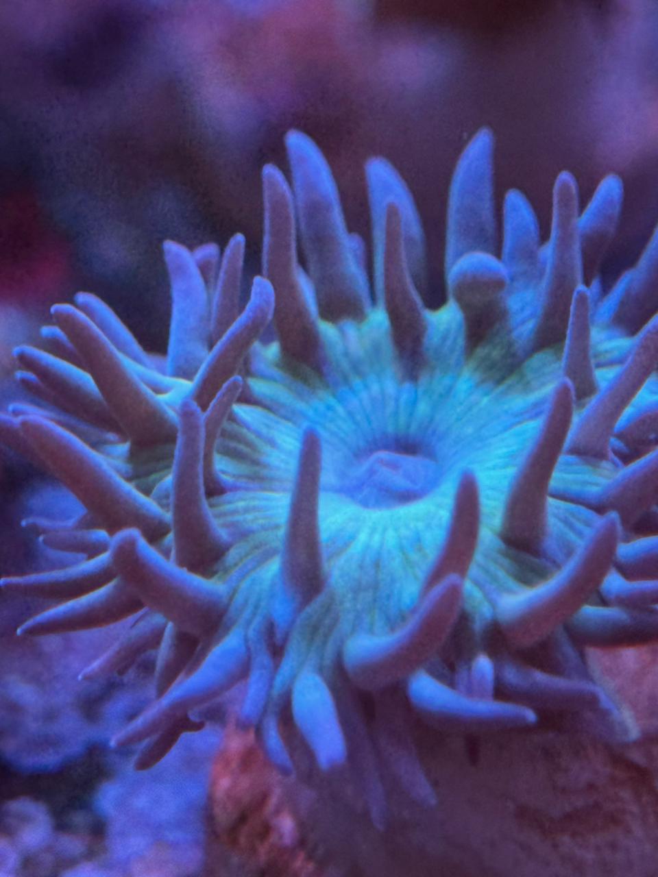 Duncanopsammia Axifuga "Duncan" - Imagen 2