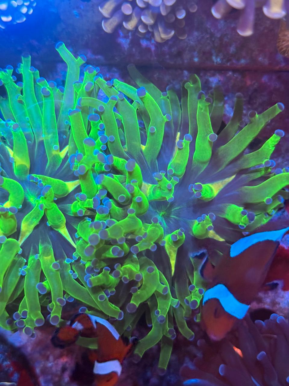 Euphyllia Divisa - Imagen 2