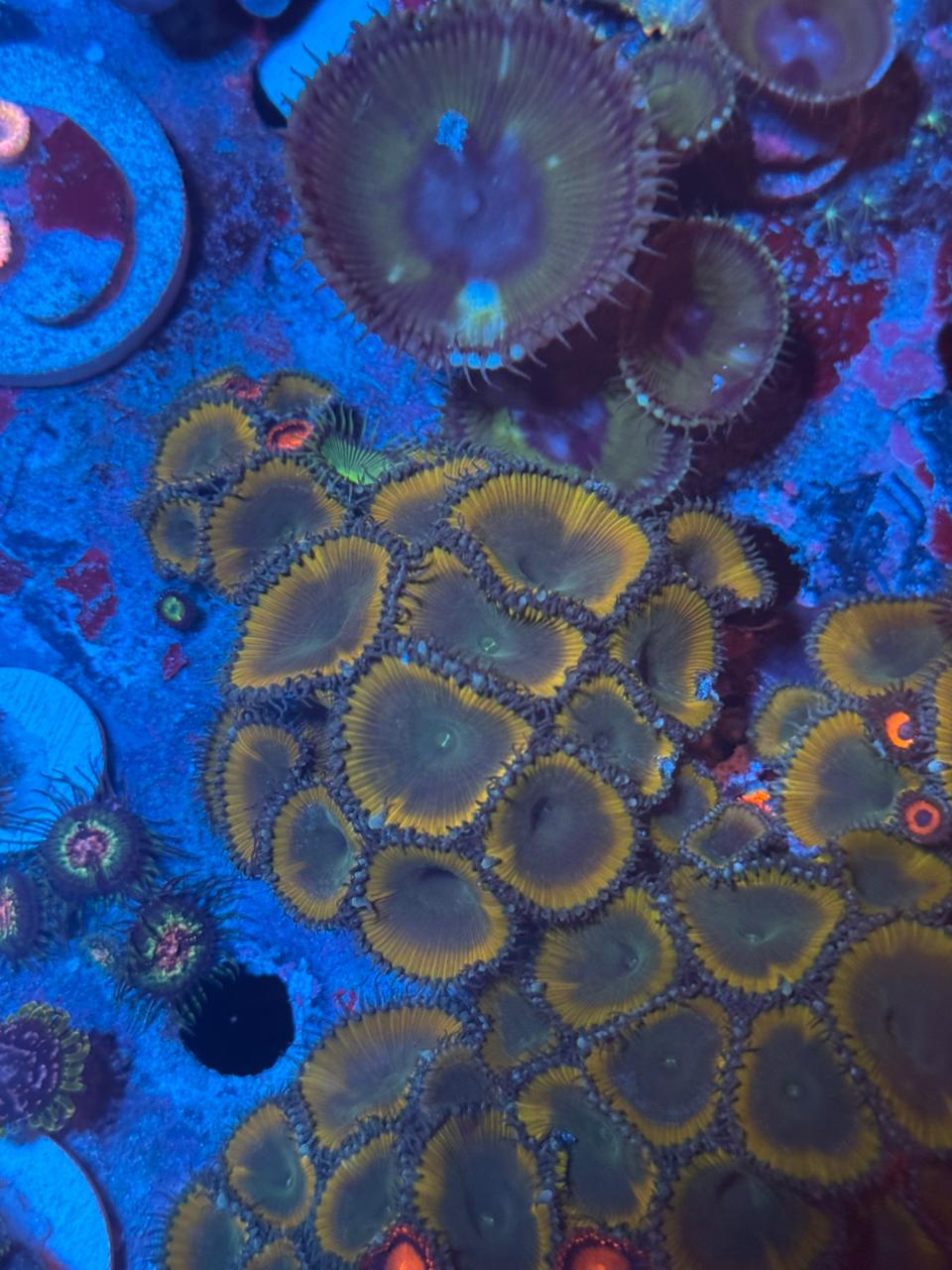 Palythoa "Lemon Twist" - Imagen 2