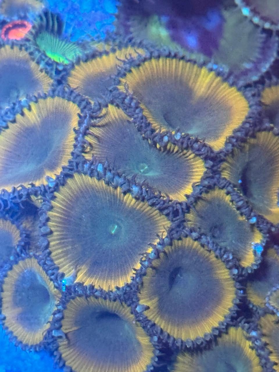 Palythoa «Lemon Twist»