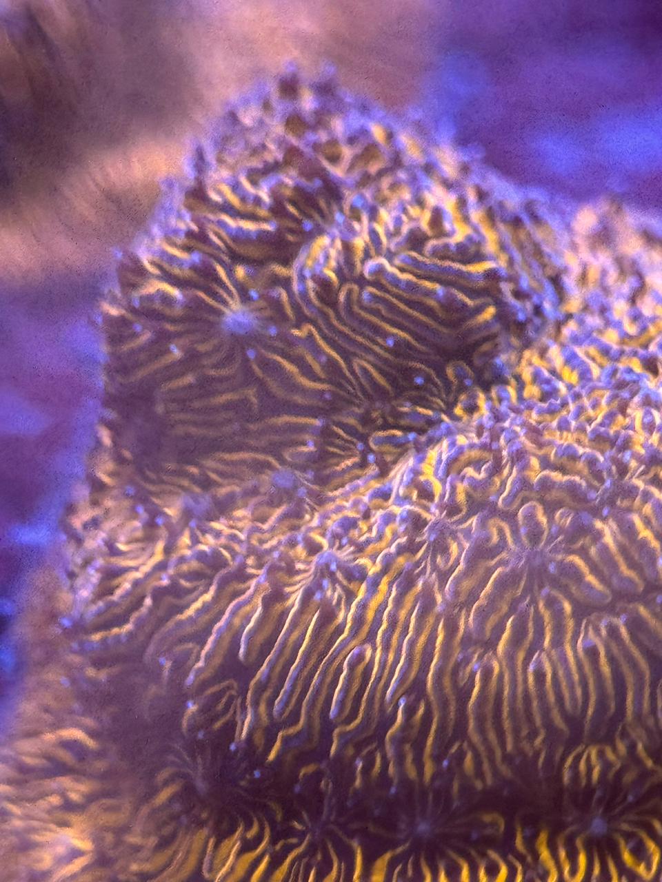 Pavona Gold - Imagen 3