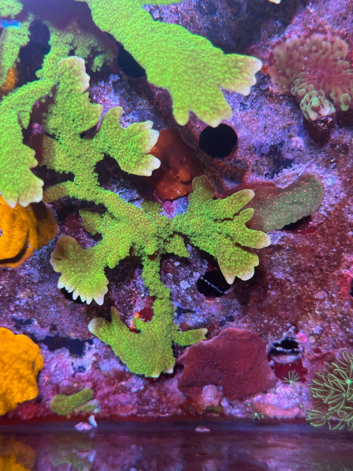 Montipora Stellata Verde - Imagen 2