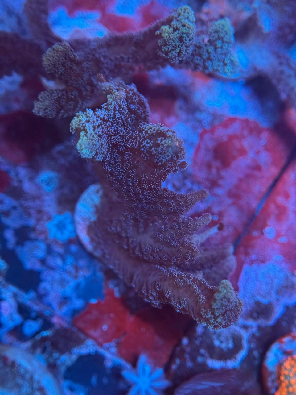 Seriatopora Caliendruim