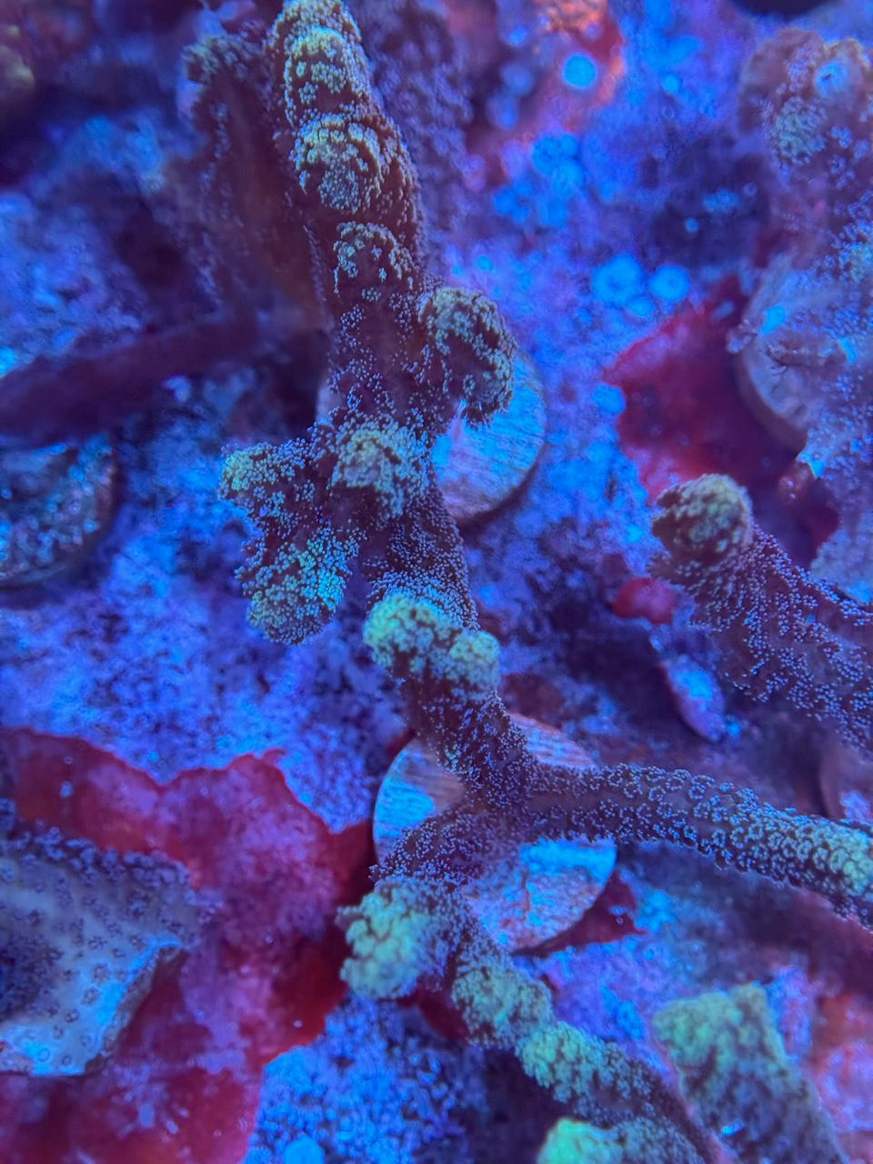 Seriatopora Caliendruim - Imagen 3