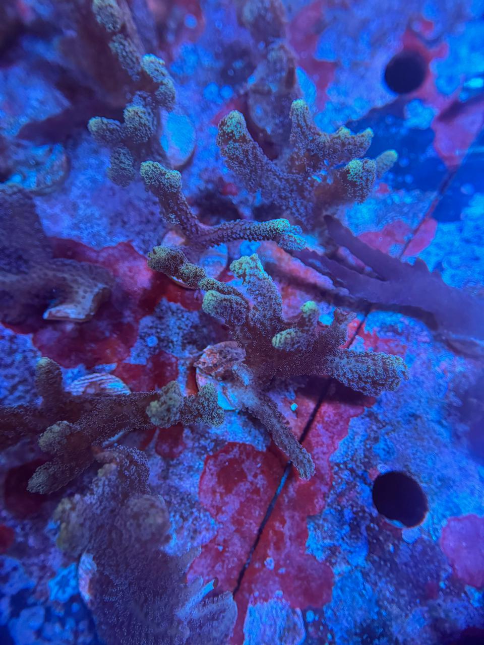 Seriatopora Caliendruim - Imagen 2