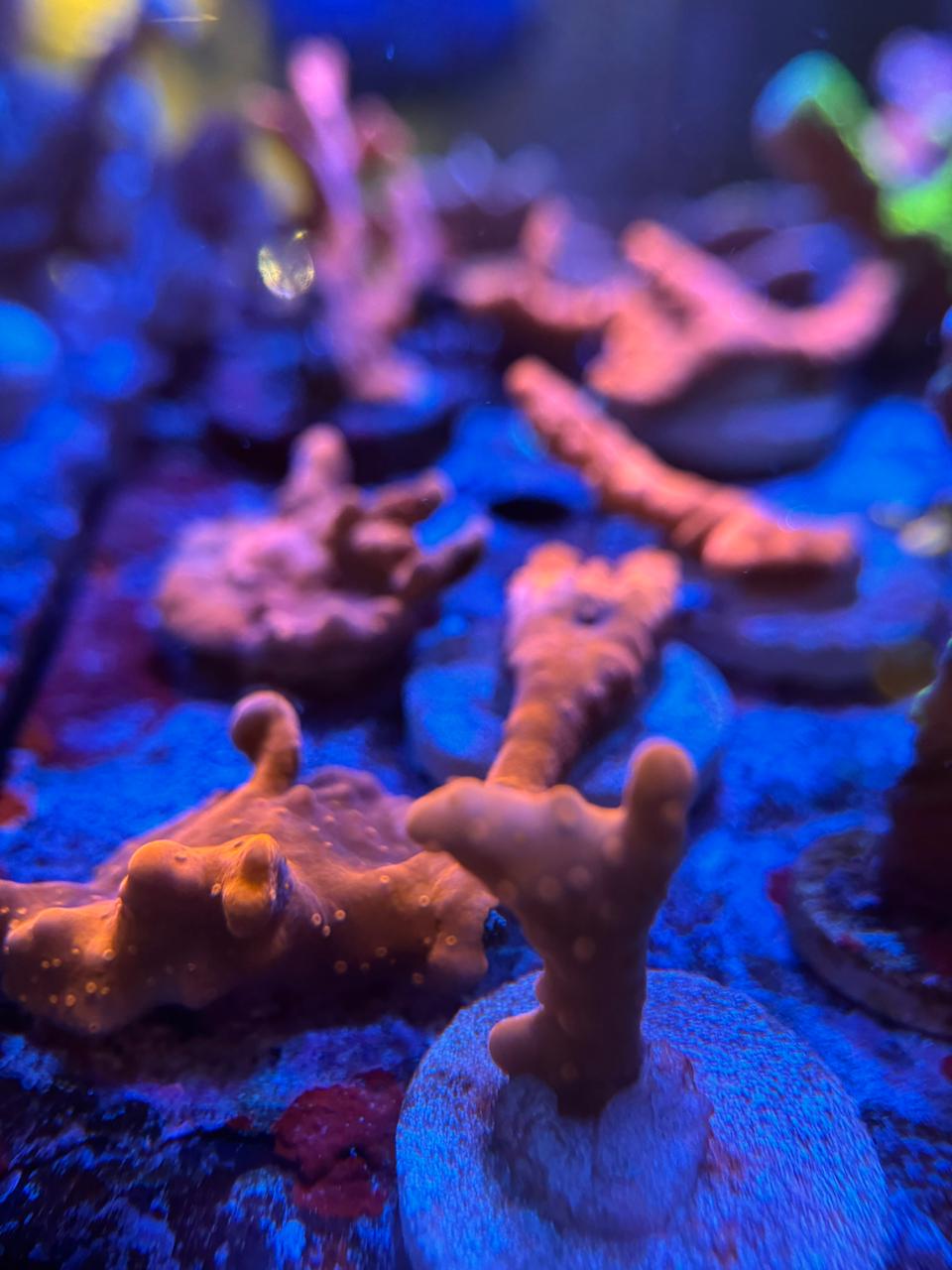 Montipora Setosa Roja