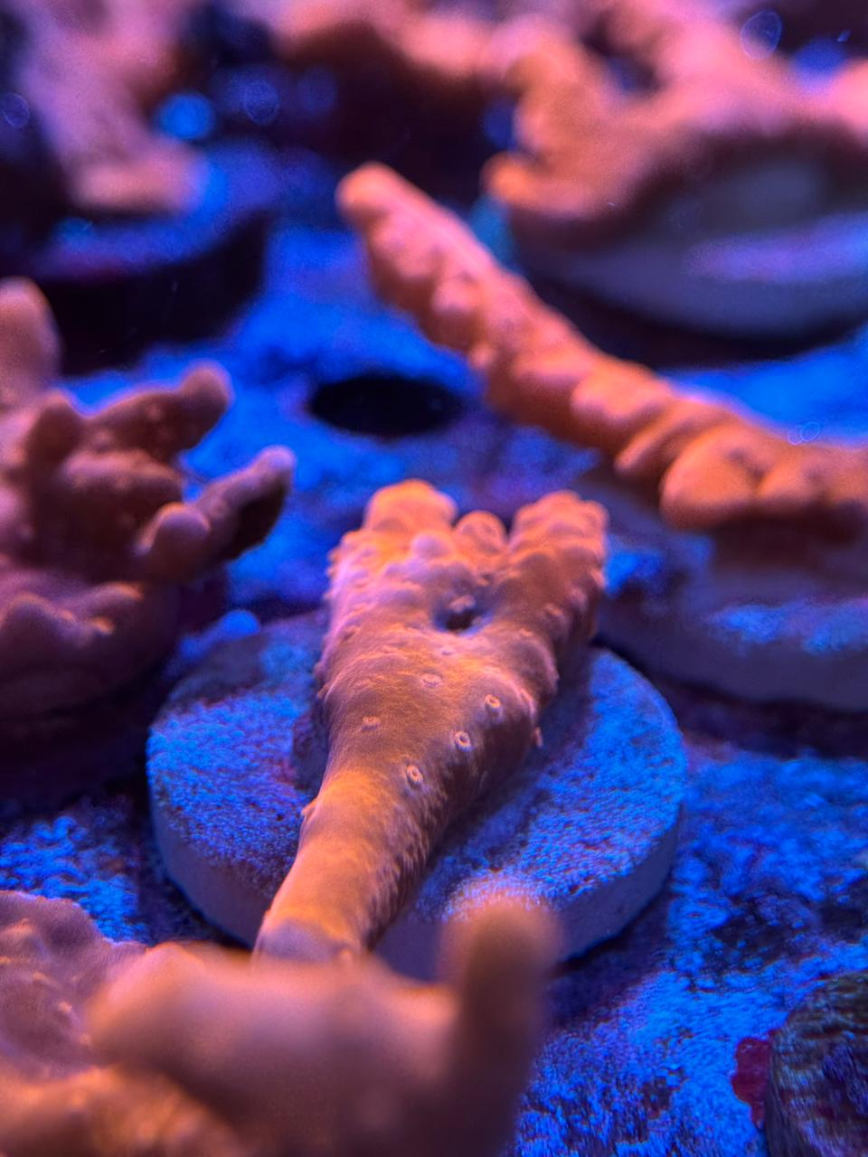 Montipora Setosa Roja - Imagen 2