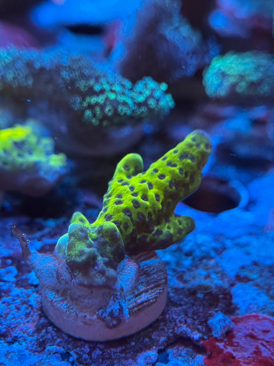 Anacropora «Slime Ball»