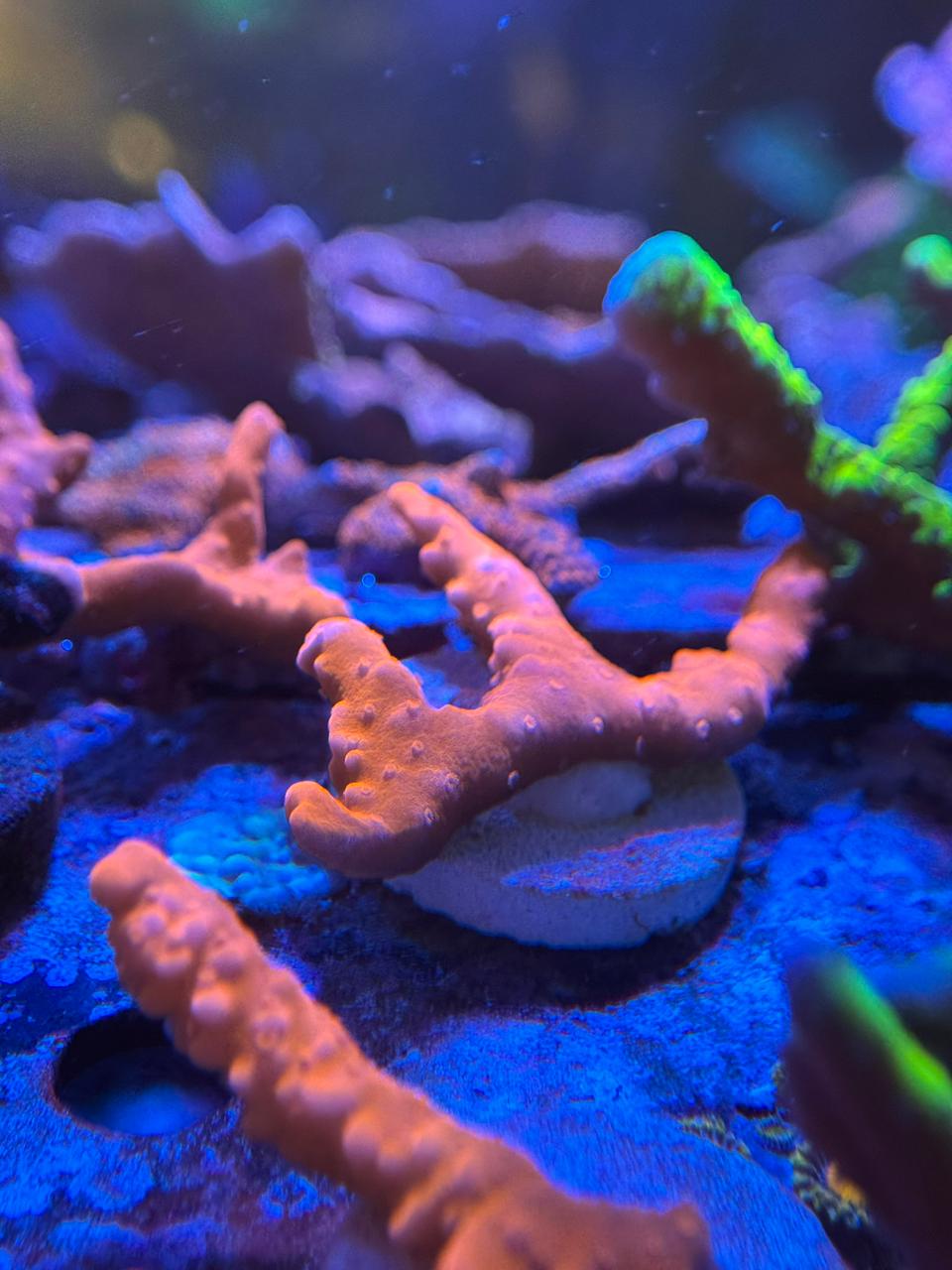 Montipora Setosa Roja - Imagen 3