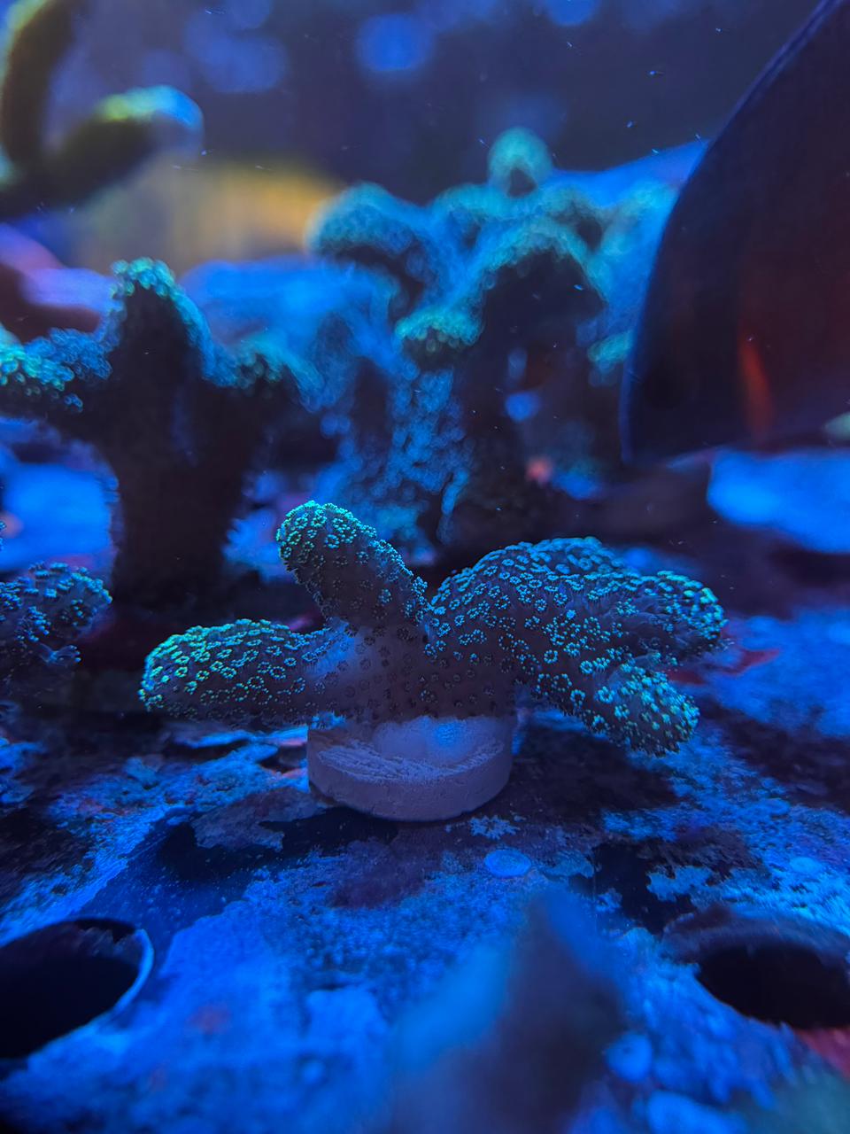 Stylophora «Green»