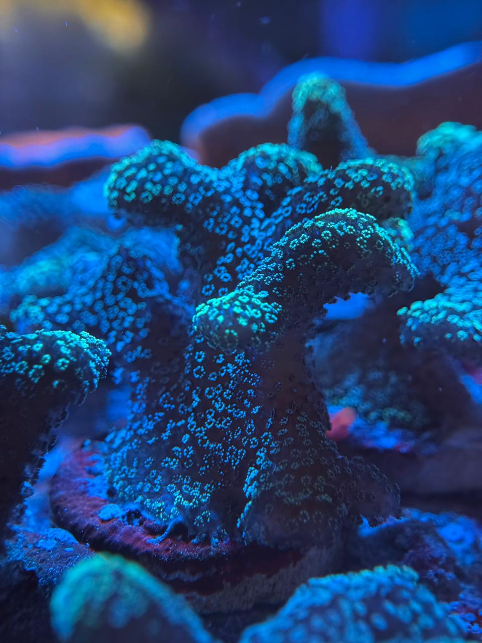Stylophora "Green" - Imagen 2