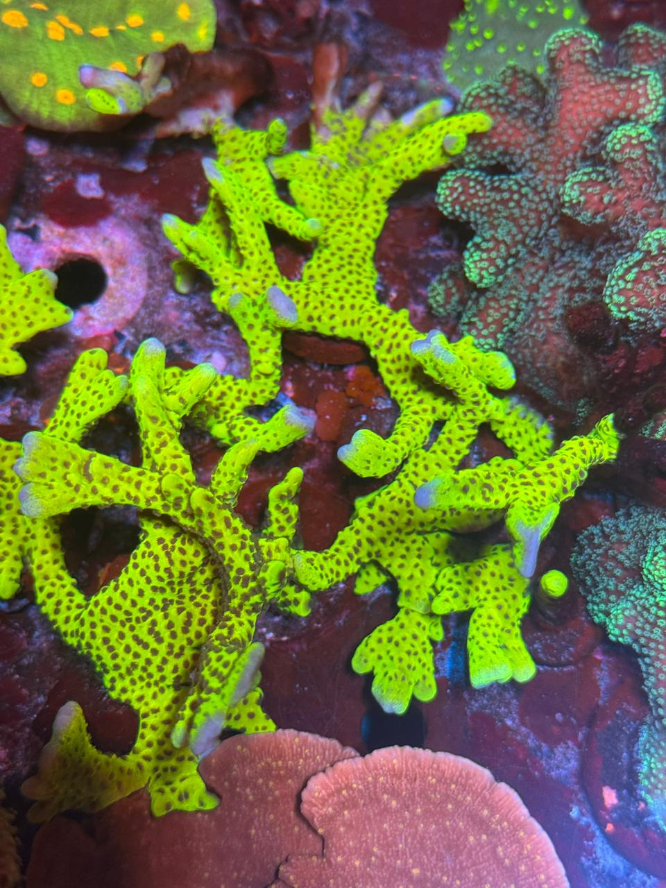Anacropora "Slime Ball" - Imagen 3