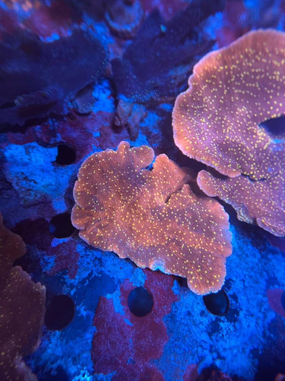 Montipora «Starburst»