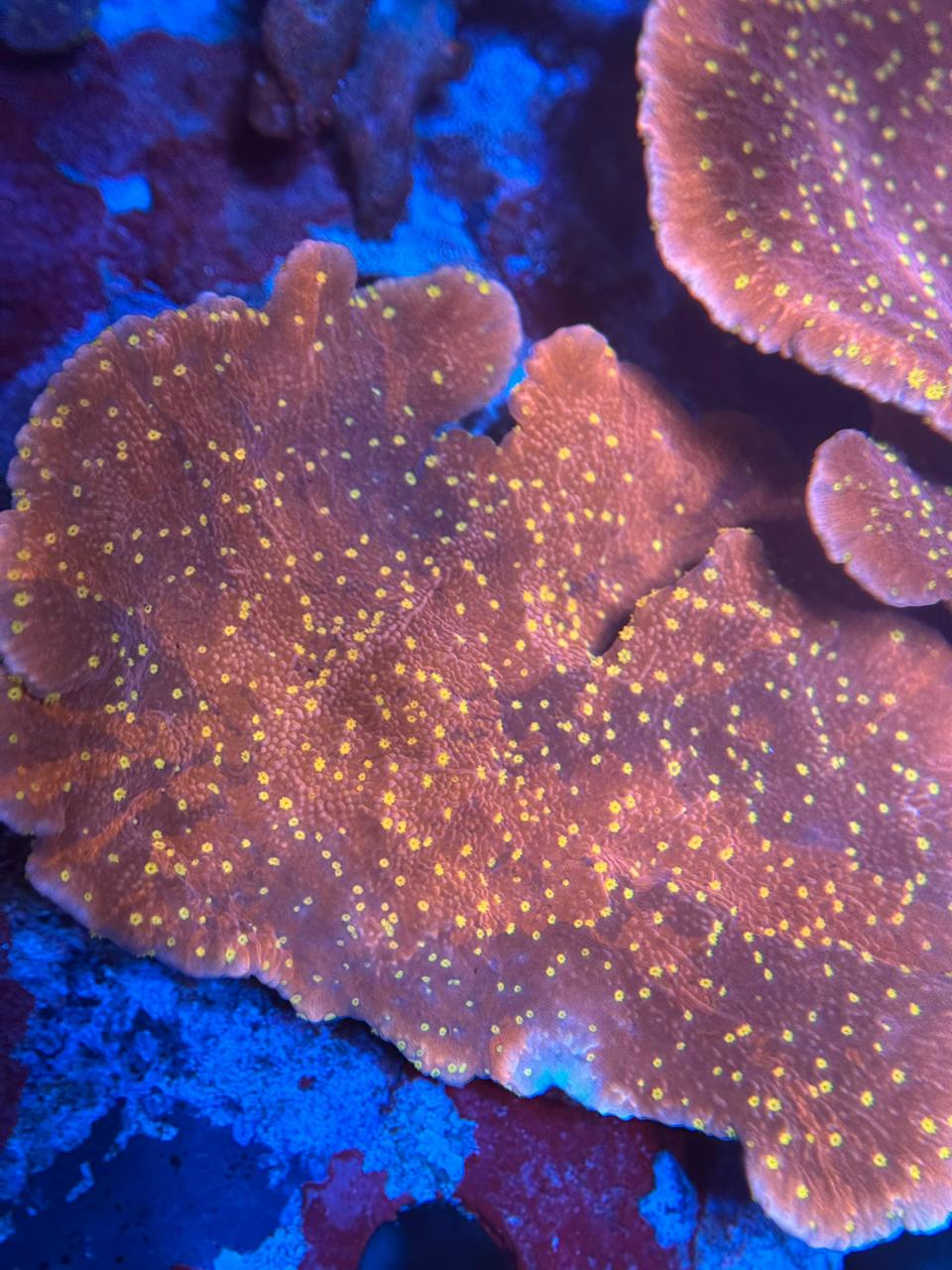 Montipora "Starburst" - Imagen 2