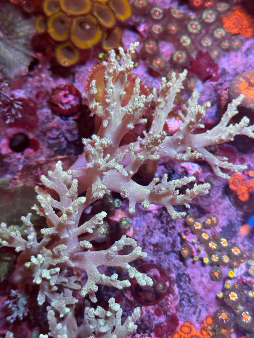 Silunaria Verde Indonesia