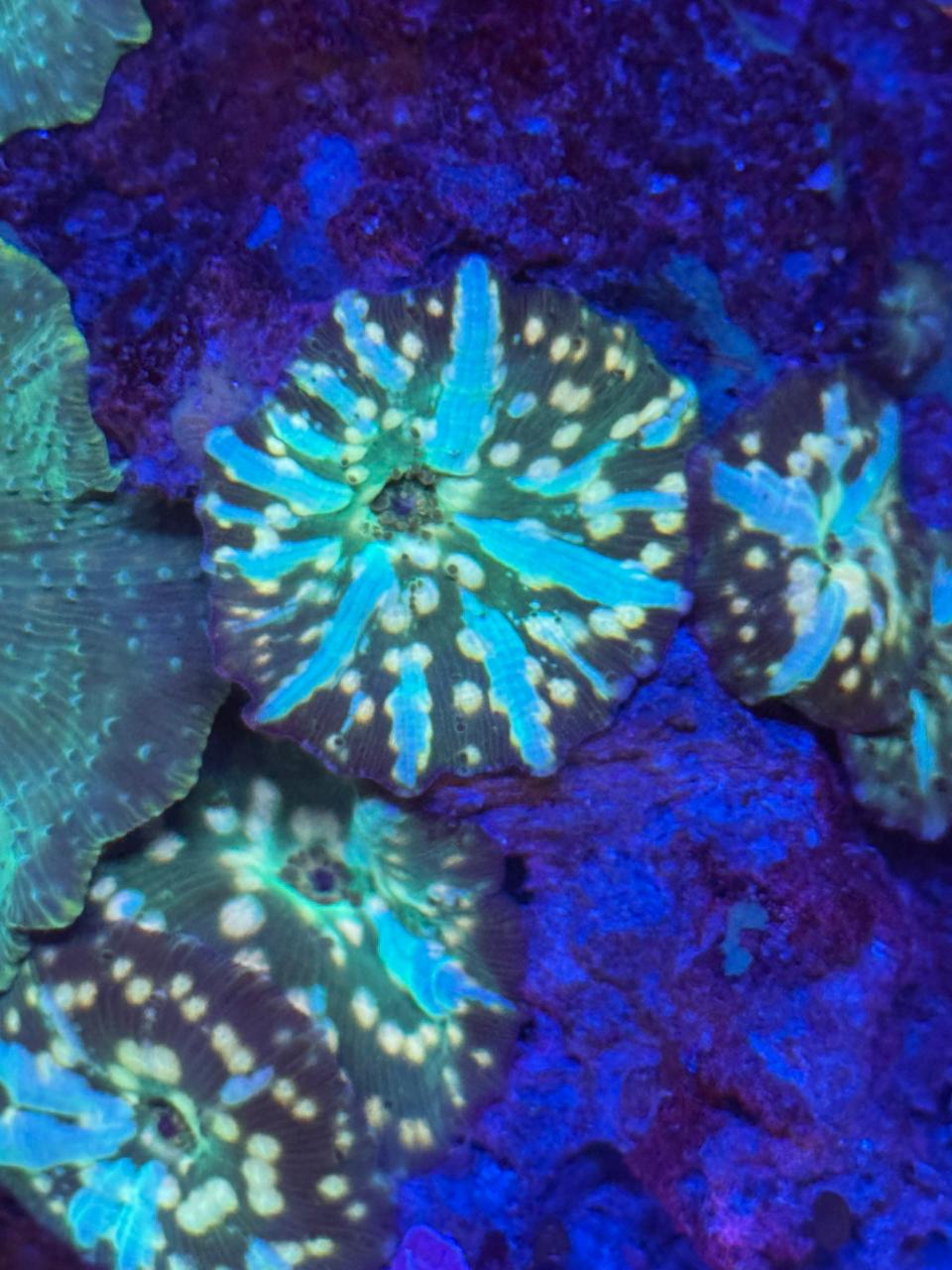 Discosoma Indonesia - Imagen 2