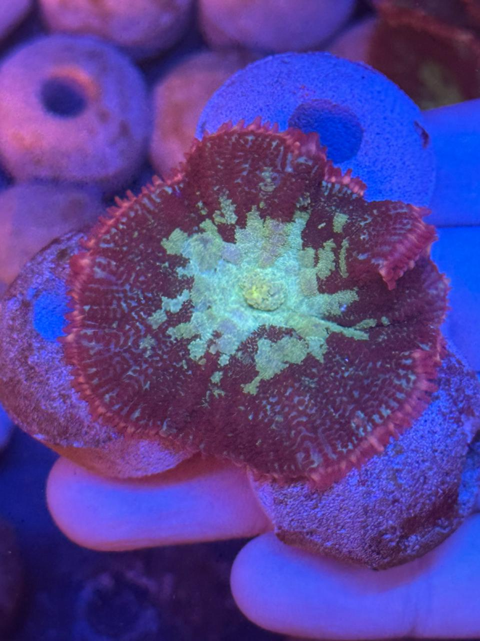 Rhodactis Purple and green