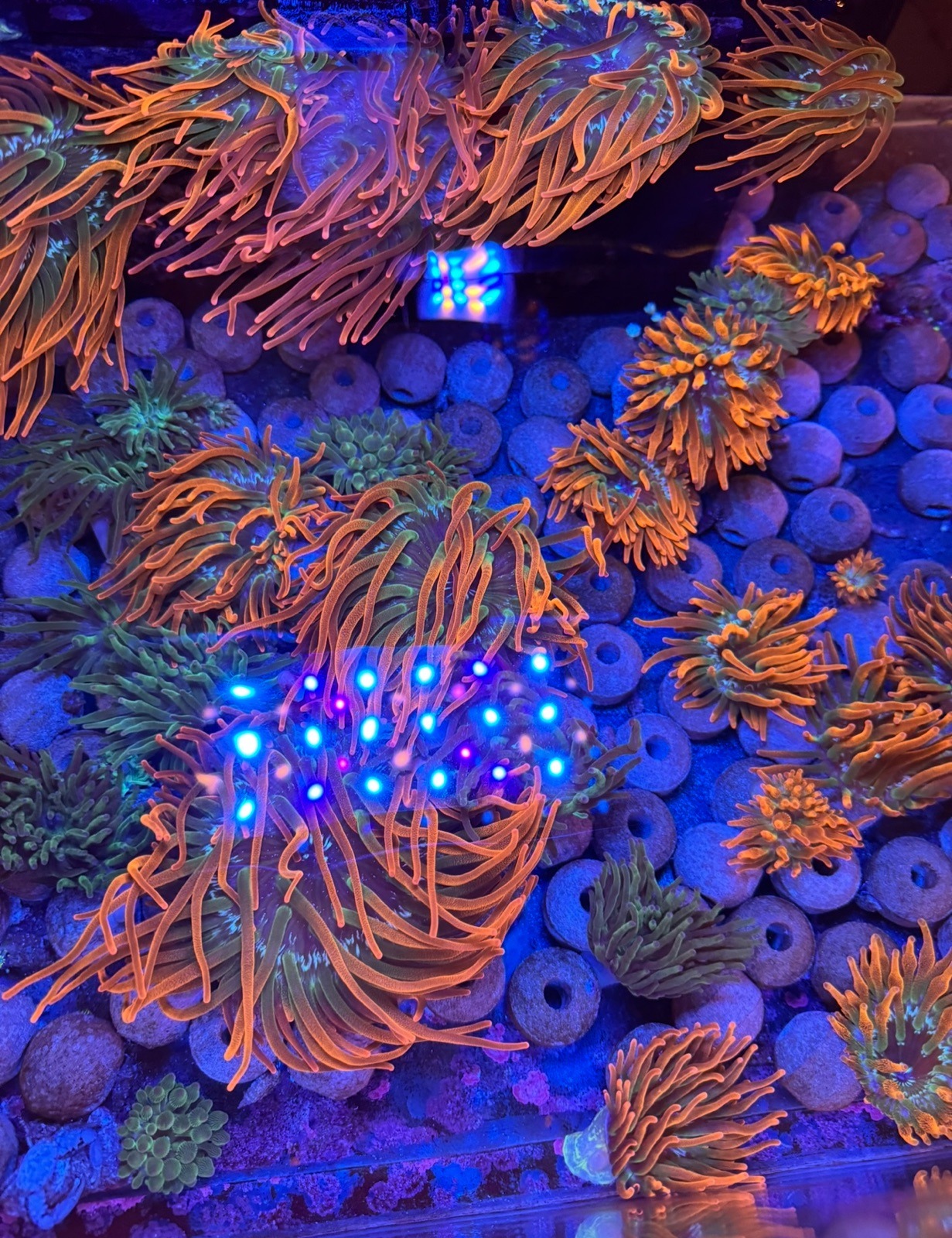 Anémona quadricolor rainbow y green