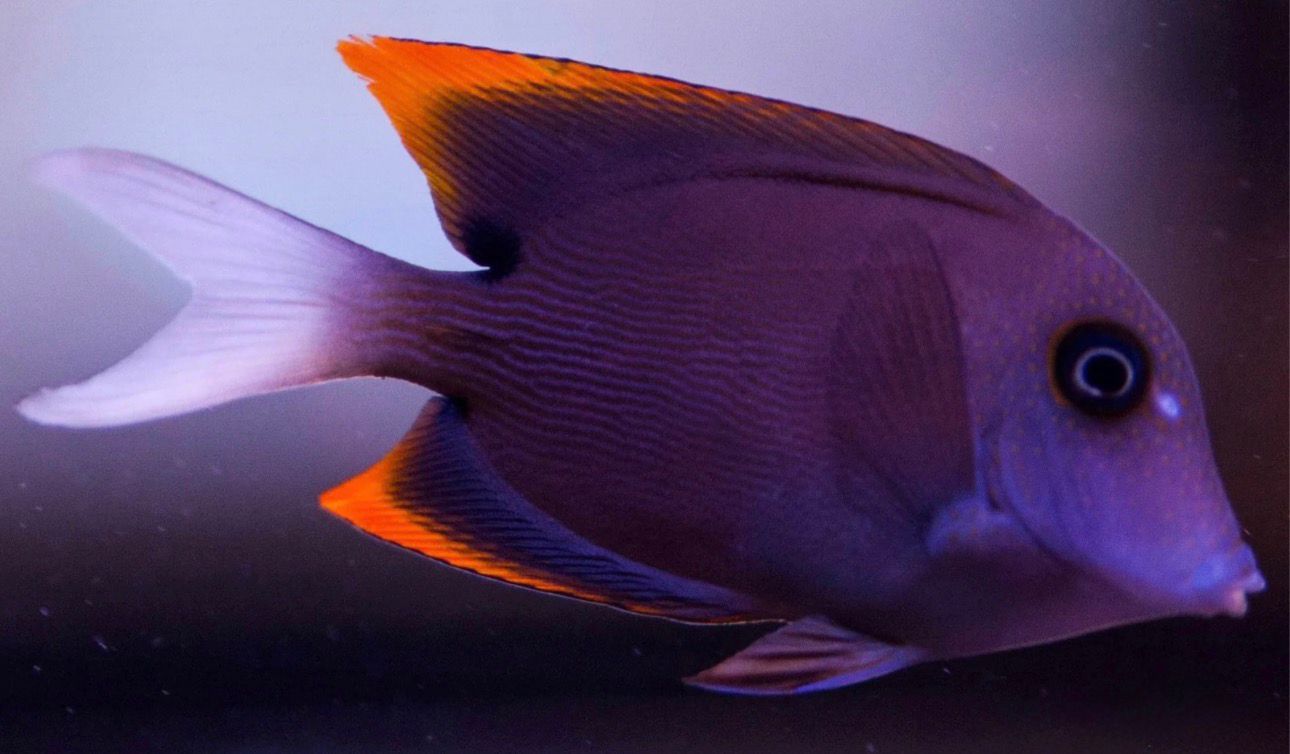 Ctenochaetus Tominiensis