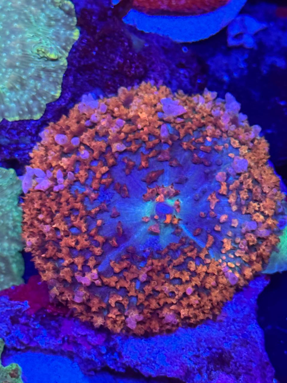 Discosoma Sanctihomae indonesia - Imagen 3