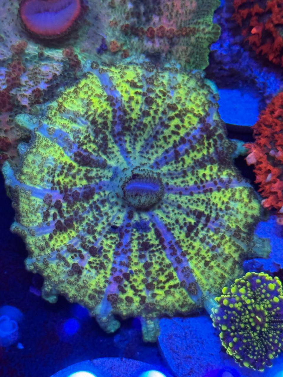 Discosoma Sanctihomae indonesia - Imagen 2