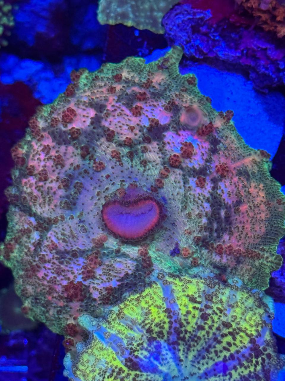 Discosoma Sanctihomae indonesia