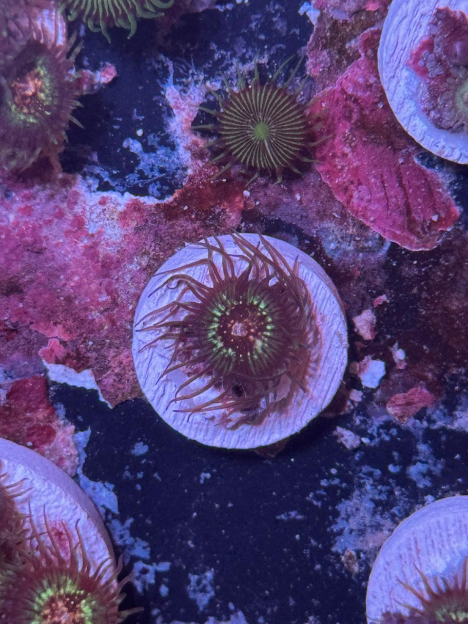 Zoas Caribe watermelon - Imagen 2