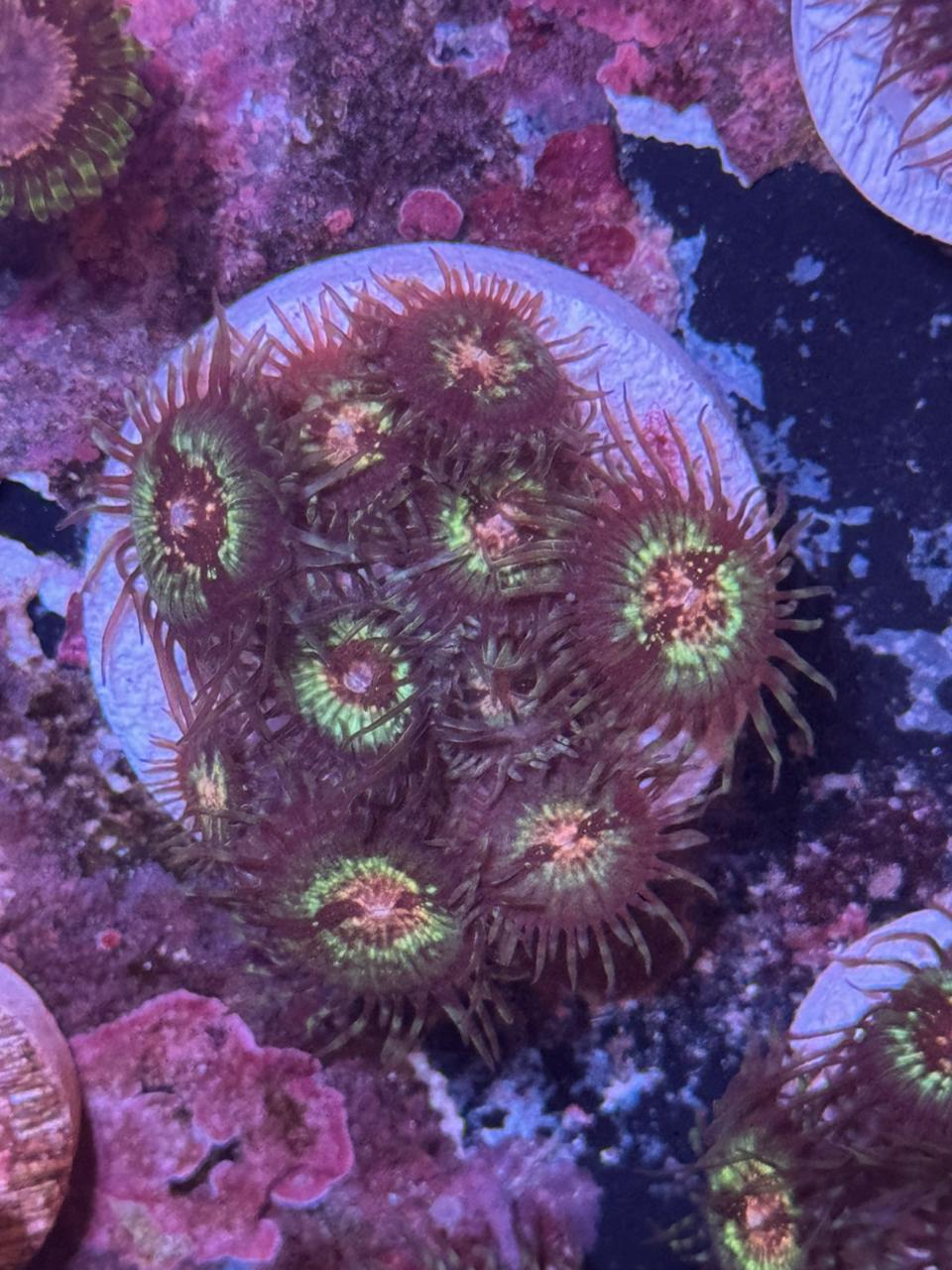 Zoas Caribe watermelon