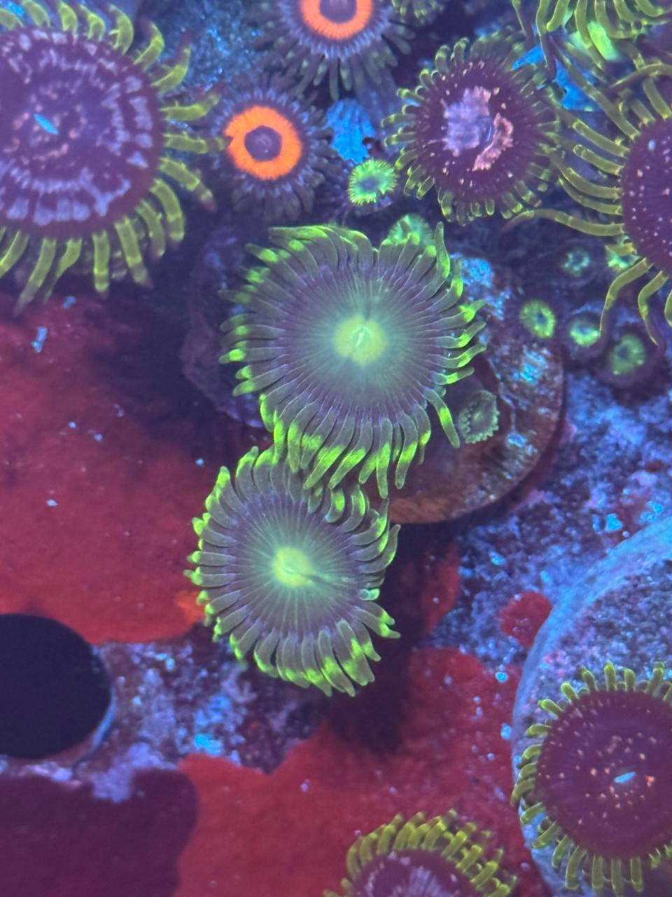 Emerald Green - Imagen 2