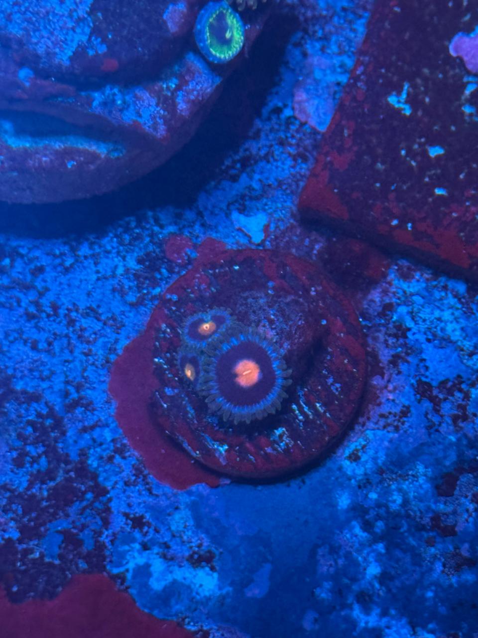 Gorila nipple - Imagen 2