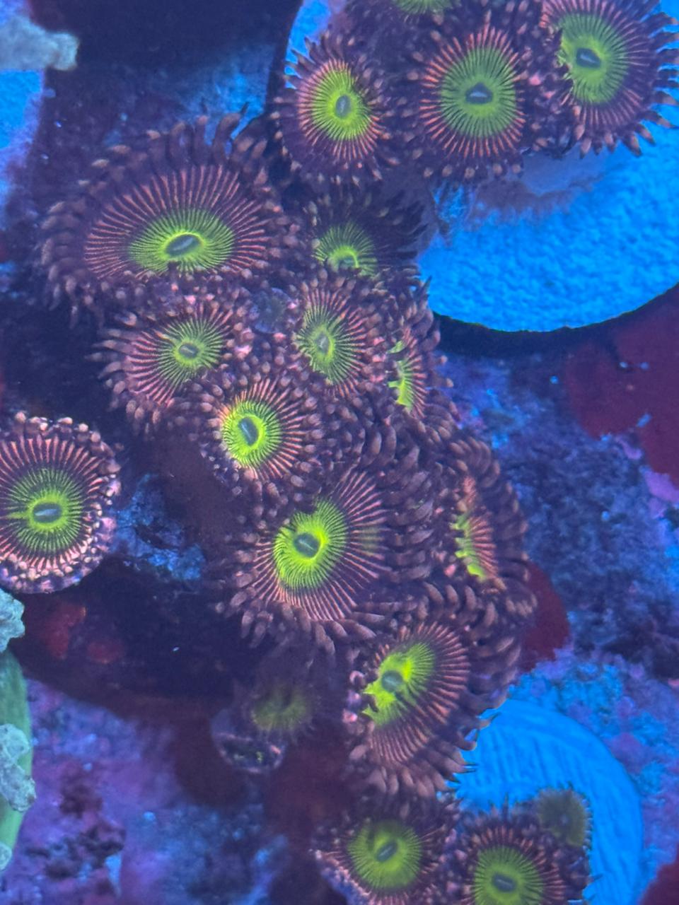 Pink Hippo - Imagen 3