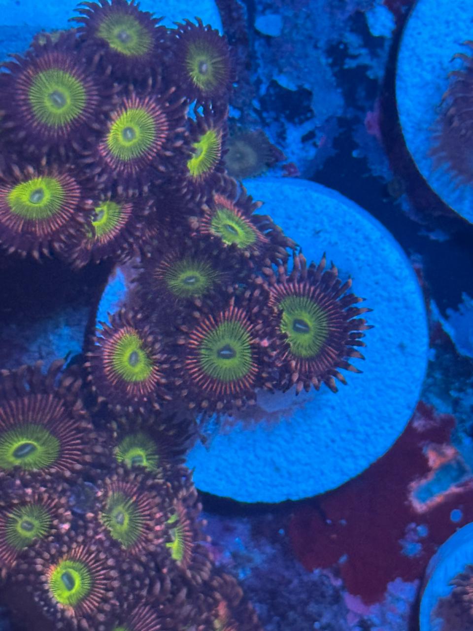 Pink Hippo - Imagen 2