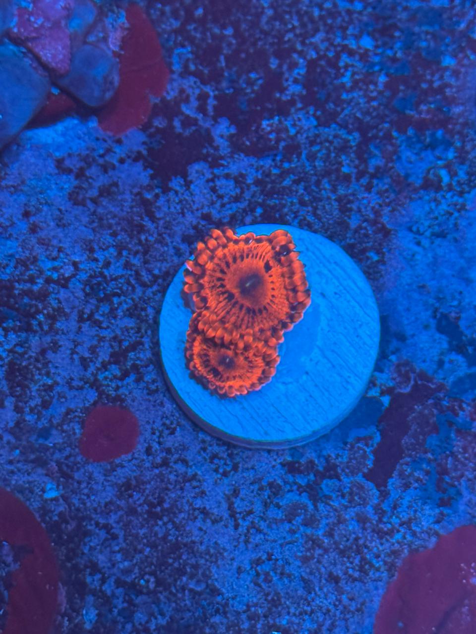 Zoanthus Massacre - Imagen 2