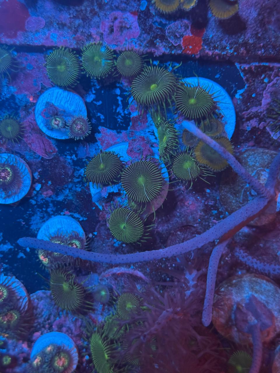 Palythoa green implosion - Imagen 2