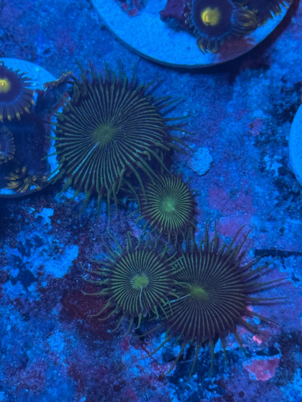 Palythoa green implosion