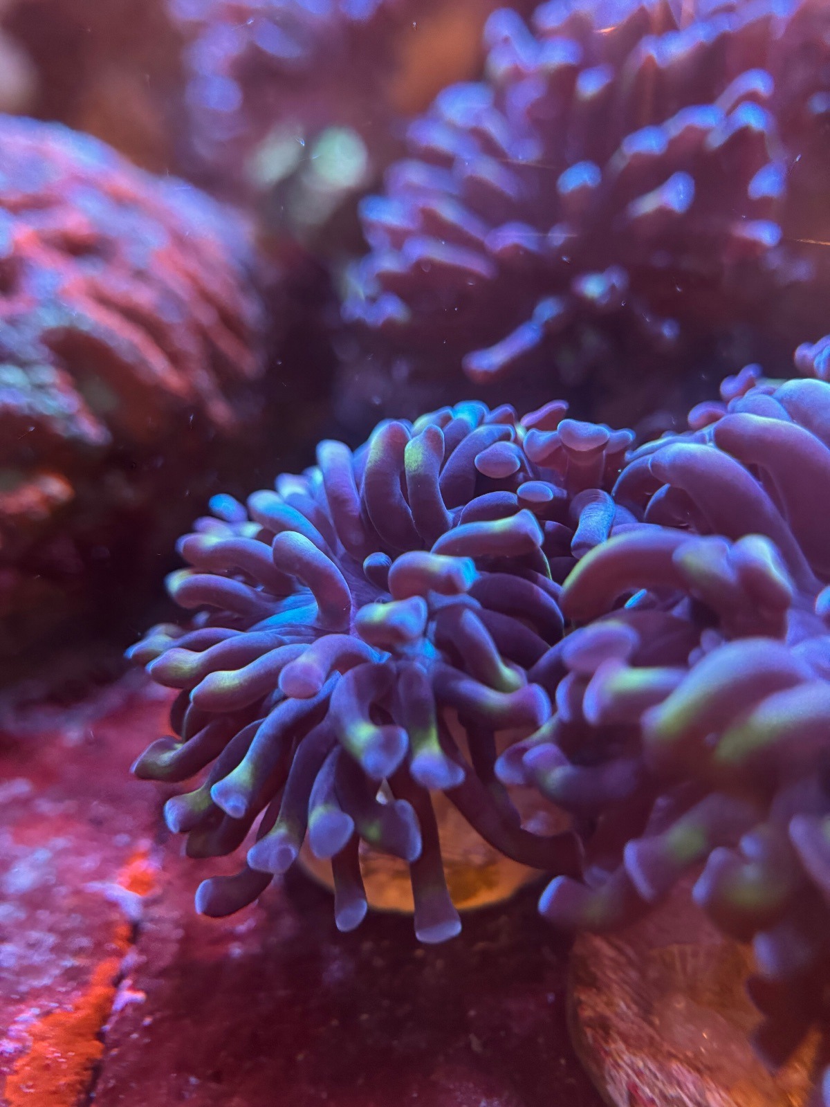 Euphyllia hammer bi color