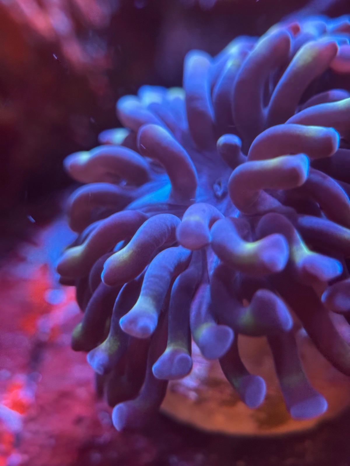 Euphyllia hammer bi color - Imagen 2