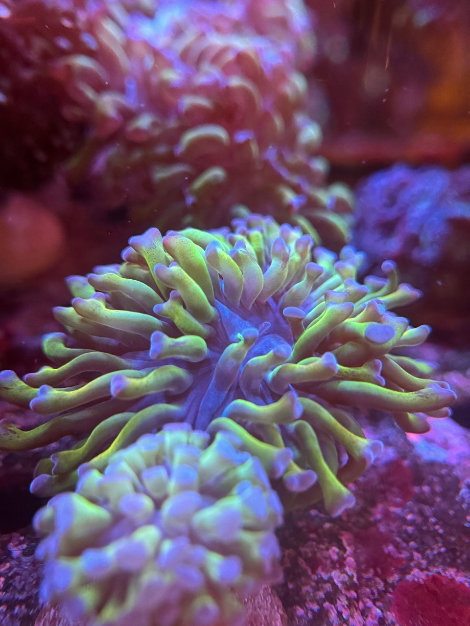 Euphyllia hammer Bi Color Toxic