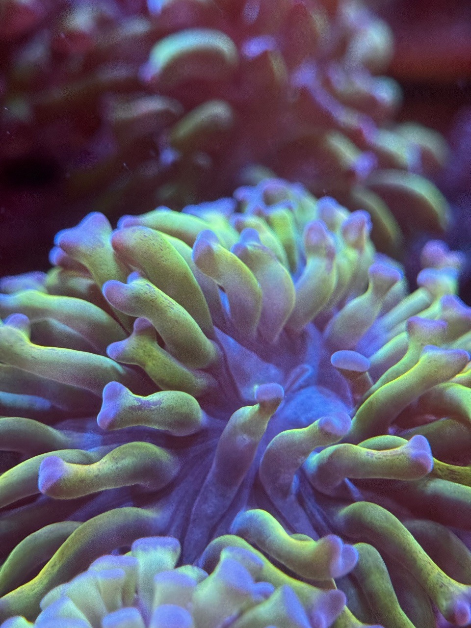 Euphyllia hammer Bi Color Toxic - Imagen 2