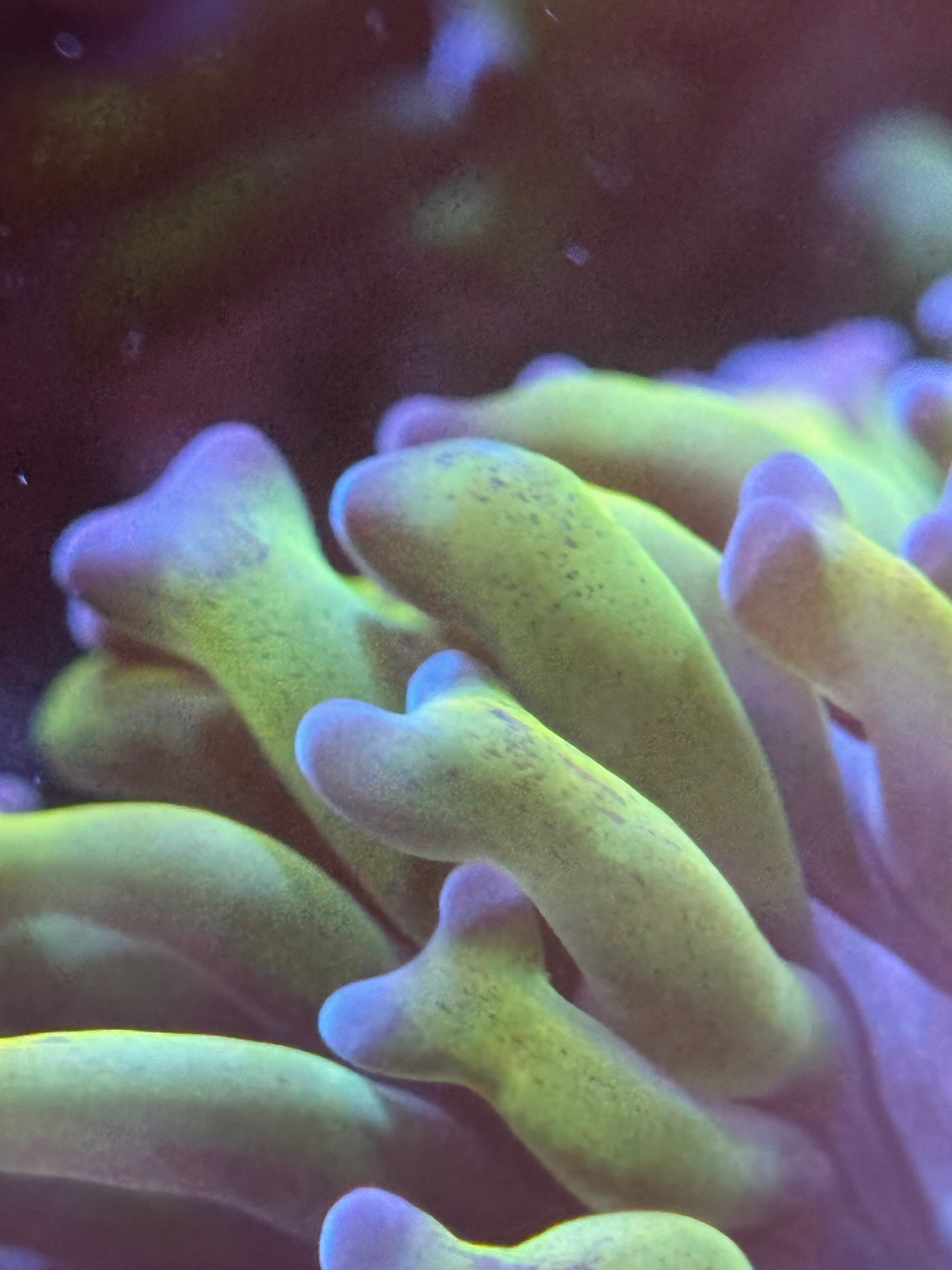 Euphyllia hammer Bi Color Toxic - Imagen 3