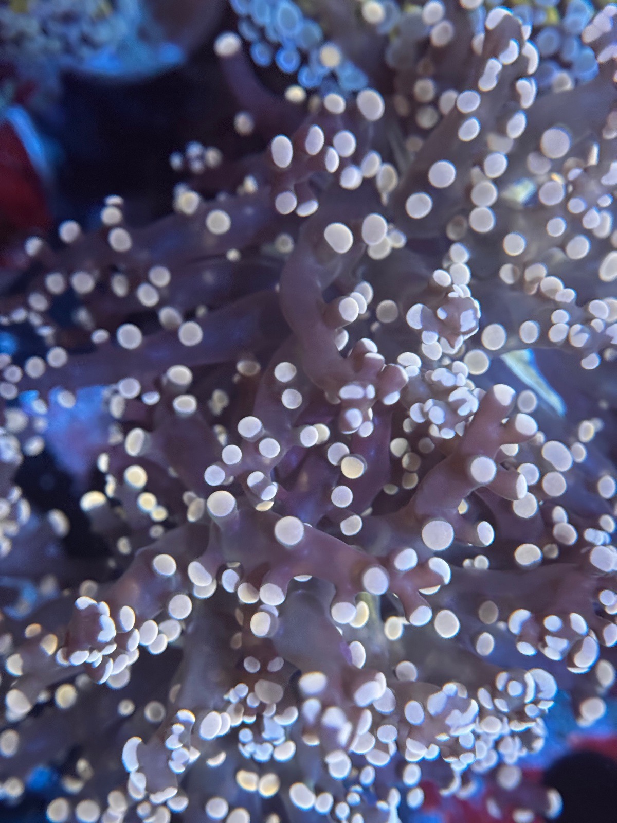 Euphyllia Paradivisa pink