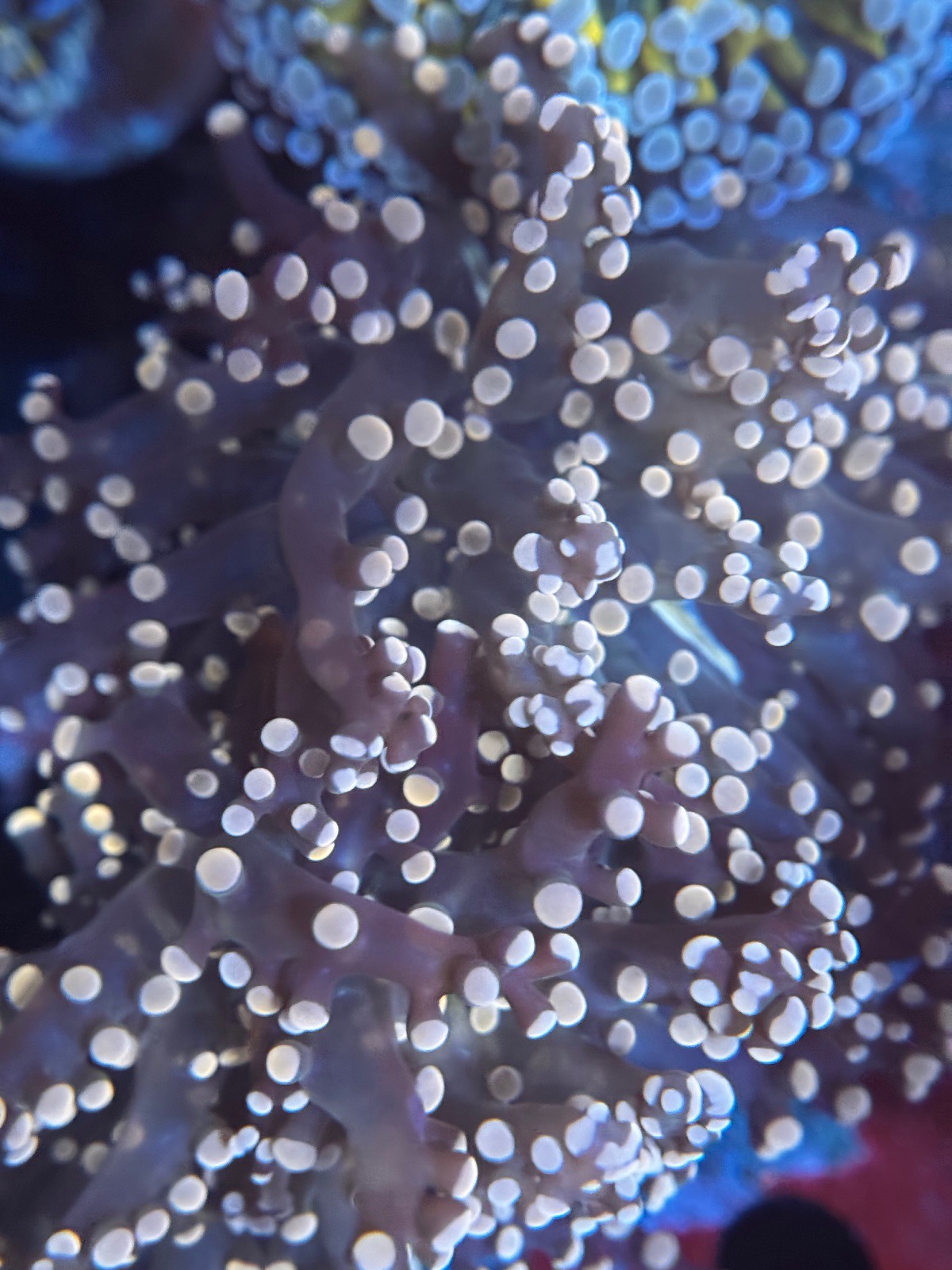Euphyllia Paradivisa pink - Imagen 2